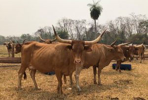 Animais rústicos e adaptados aos mais variáveis desafios de biomas