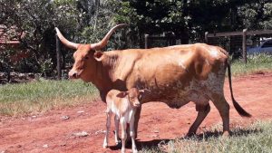 Vaca Franqueiro - Base genética consistente com anos de seleção juntando a melhor das raças base