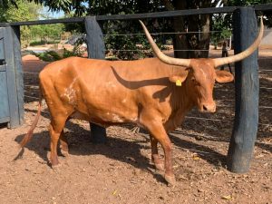 Vaca Franqueiro com padrões que agradam os mais exigentes em carcaça e padrão de chifres