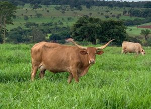 Vaca base Franqueiro com excelente habilidade materna