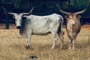 Vacas Crioulo Lageano - base sólida para obtenção de animais de peso e padrão Longhorn Brasil