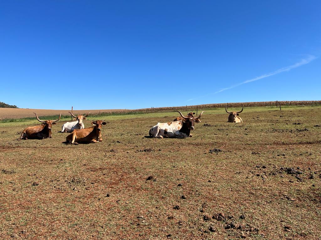 Abralho, TexasLonghorn