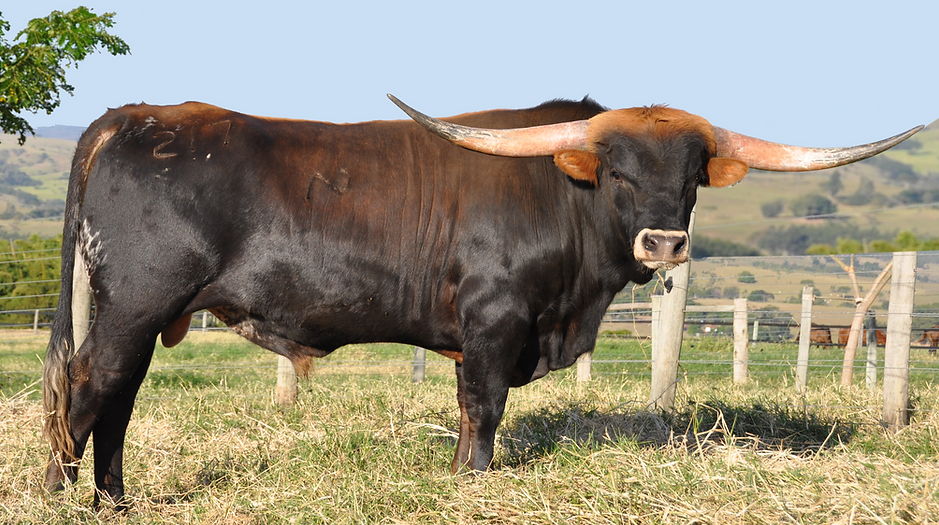 Abralho, Associação Brasileira de Texas Longhorn.