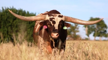 Abralho, Associação Brasileira de Texas Longhorn.