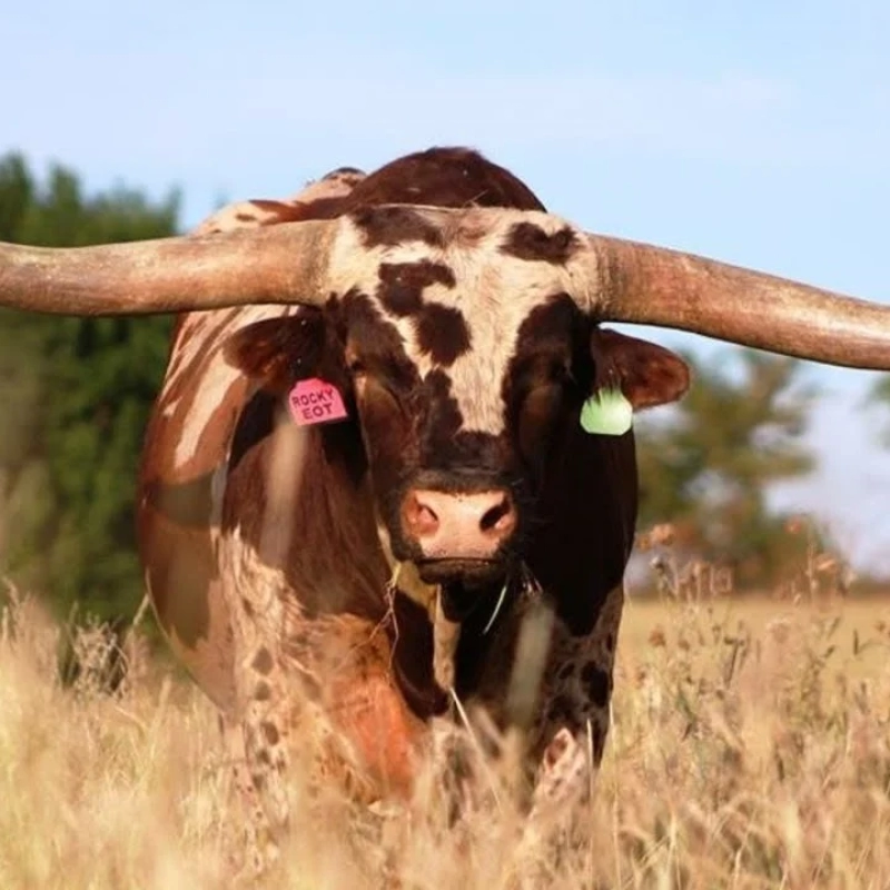 Abralho, Associação Brasileira de Texas Longhorn.