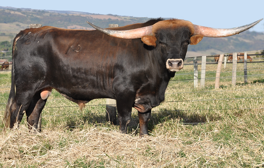 Abralho, Associação Brasileira de Texas Longhorn.