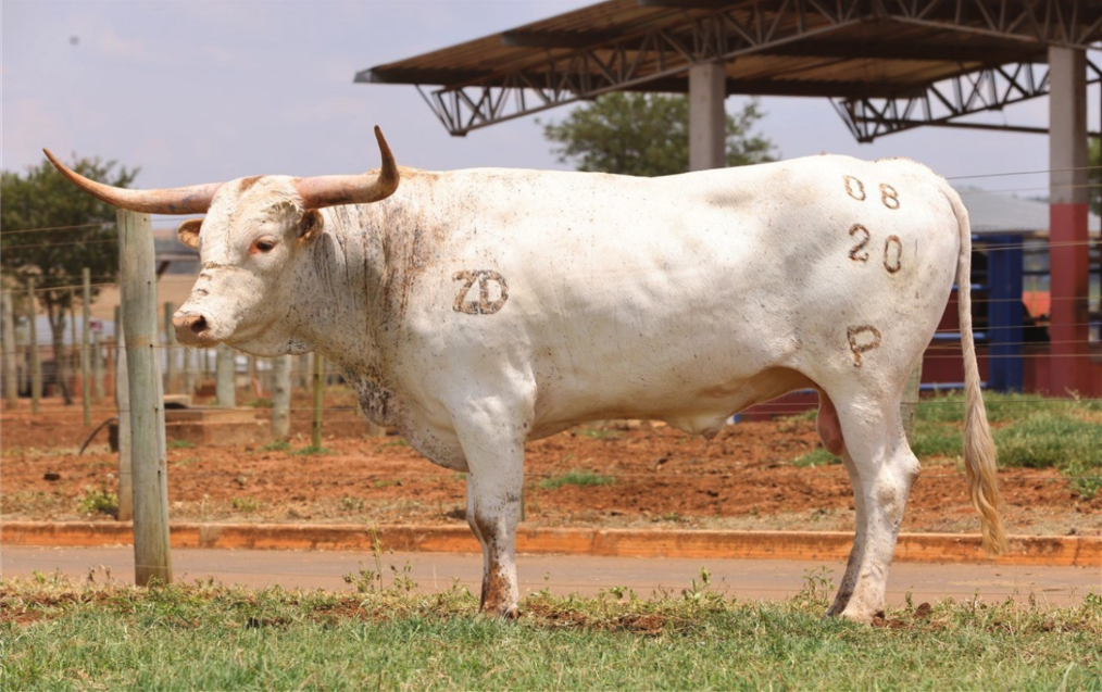 Abralho, Associação Brasileira de Texas Longhorn.