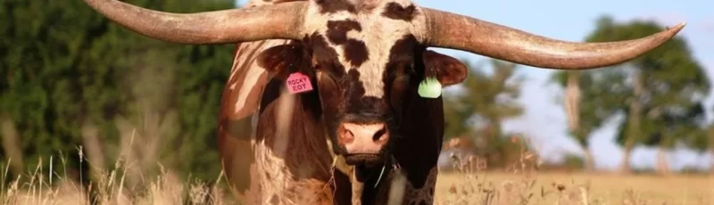 Abralho, Associação Brasileira de Texas Longhorn.